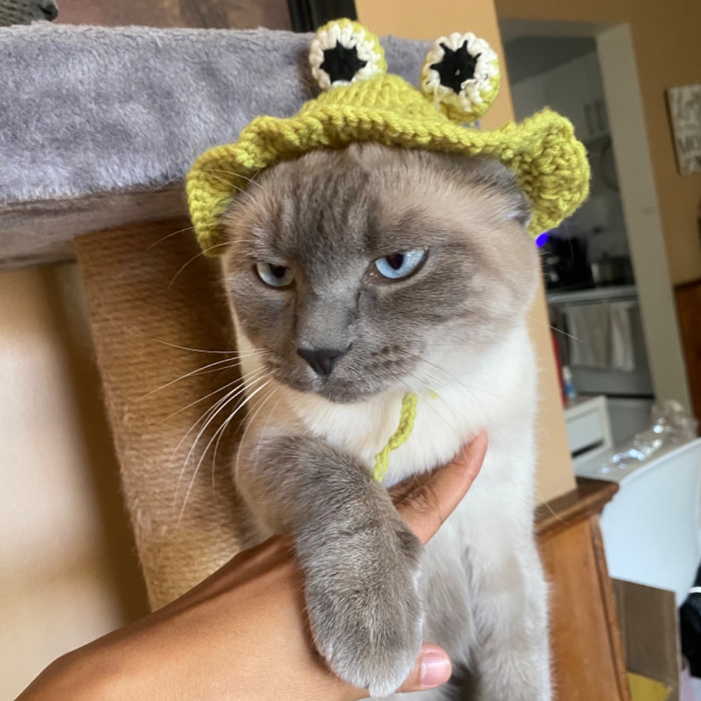 Cat hat - Picture 2 of 3